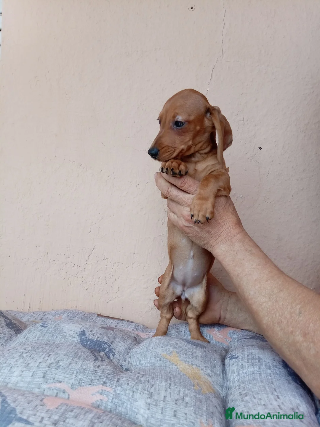 Teckel Miniatura perros en venta: Teckel canichen - Anuncio 10