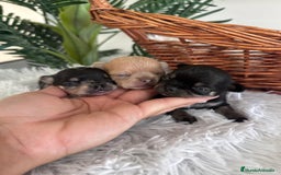 Chihuahua perros en venta: CHIHUAHUA - Imagen 11