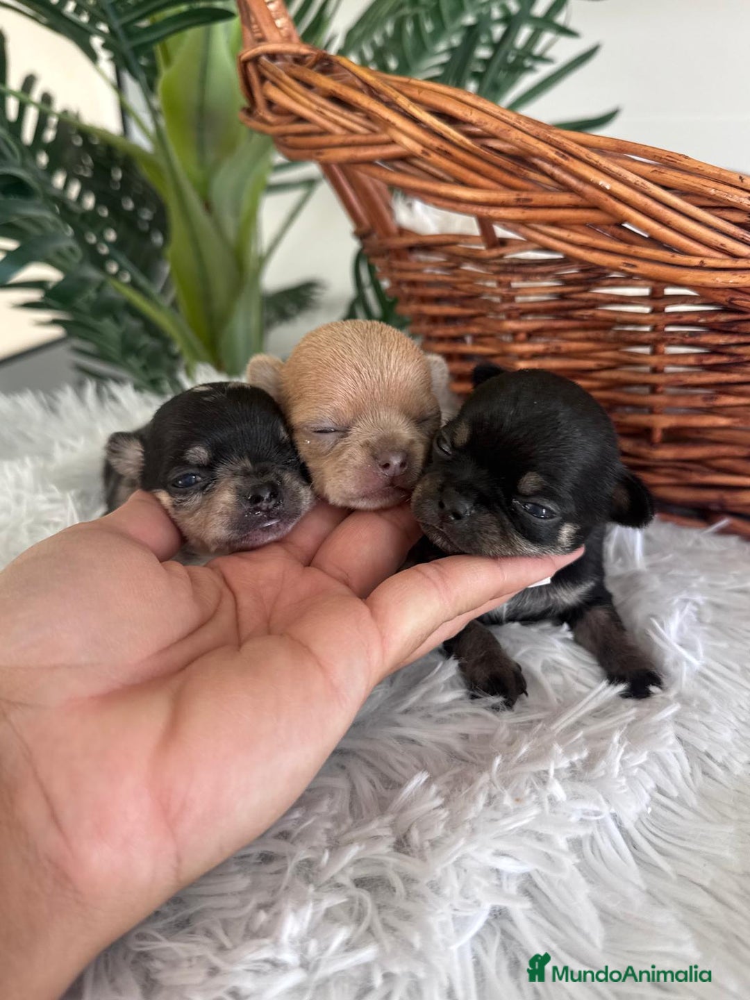 Chihuahua perros en venta: CHIHUAHUA - Imagen 11
