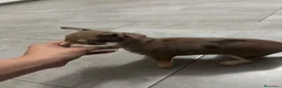 Chihuahua perros en venta: Cachorros de Chihuahua 🐾🐶 en Alicante - Anuncio 8