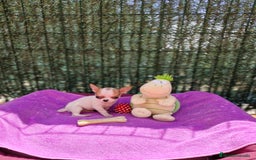 Chihuahua perros en venta: Chihuahuas  - Imagen 1