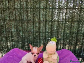 Chihuahua perros Chihuahuas - Anuncio 18