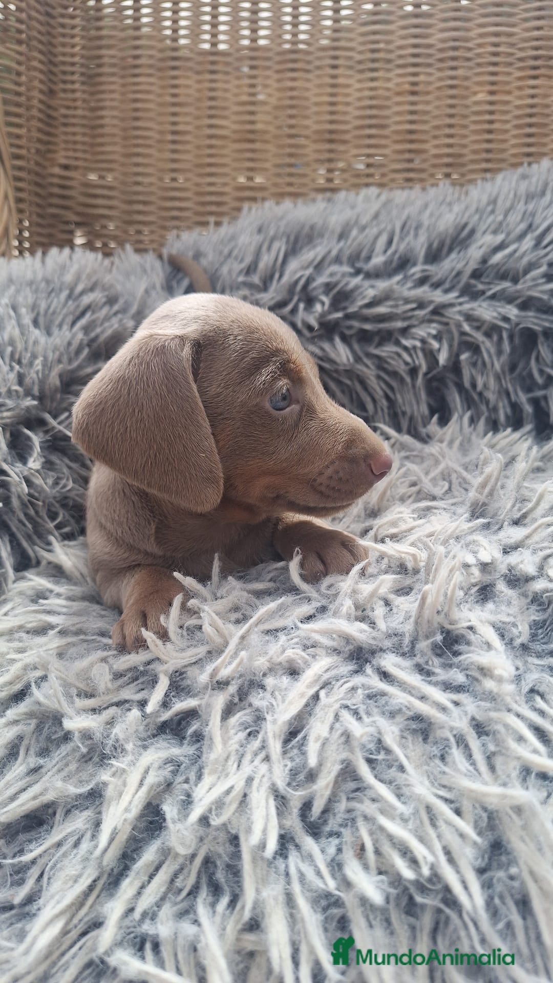 Teckel perros en venta: Teckel Mini Isabella - Imagen 2