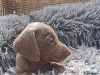 Teckel perros - Anuncio 22