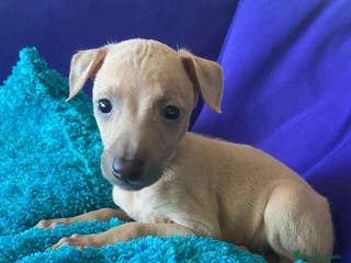 Pequeño Lebrel Italiano perros Lebrel Italiano Macho 2003 AQUANATURA - Anuncio 7