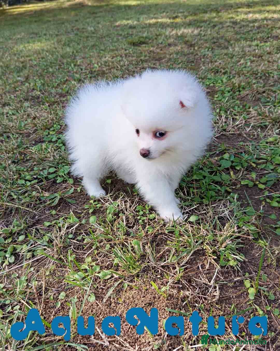 Pomerania perros Pomerania Hembra 1 de Grana y Pompom AQUANATURA - Anuncio 2
