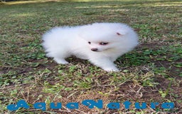 Pomerania perros en venta: Pomerania Hembra 1 de Grana y Pompom AQUANATURA - Imagen 2