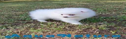 Pomerania perros en venta: Pomerania Hembra 1 de Grana y Pompom AQUANATURA - Anuncio 2