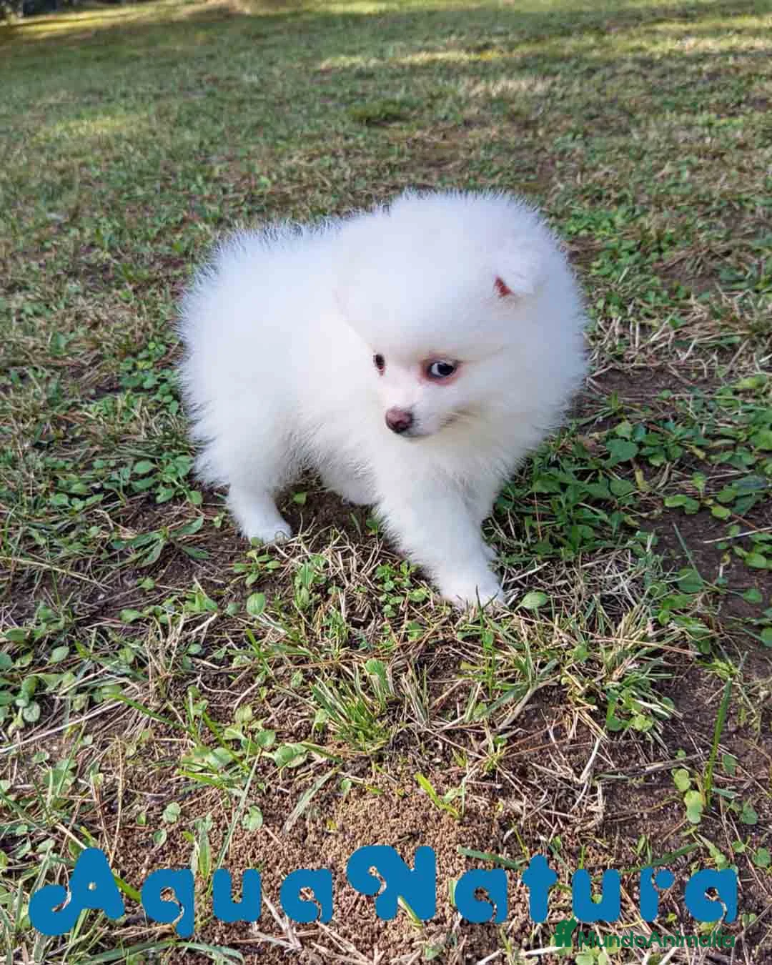 Pomerania perros en venta: Pomerania Hembra 1 de Grana y Pompom AQUANATURA - Anuncio 2