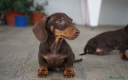 Teckel Miniatura perros en venta: 🐾 Bongo y Cacao – Teckel miniatura 🐾 - Imagen 3