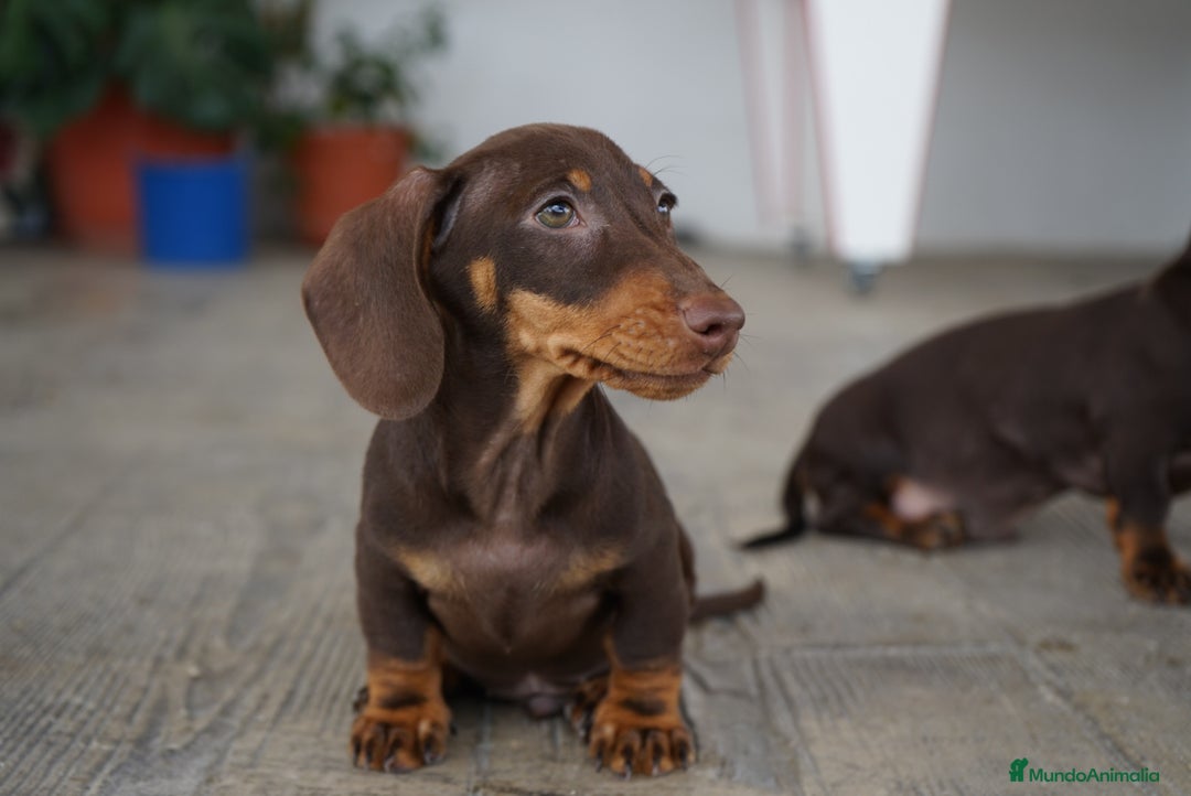 Teckel Miniatura perros en venta: 🐾 Bongo y Cacao – Teckel miniatura 🐾 - Imagen 3