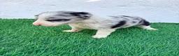 Border Collie perros en venta: Border Collie merle blue - Anuncio 3