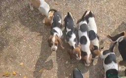 Basset Hound perros en venta: Preciosos sabuesos - Imagen 14