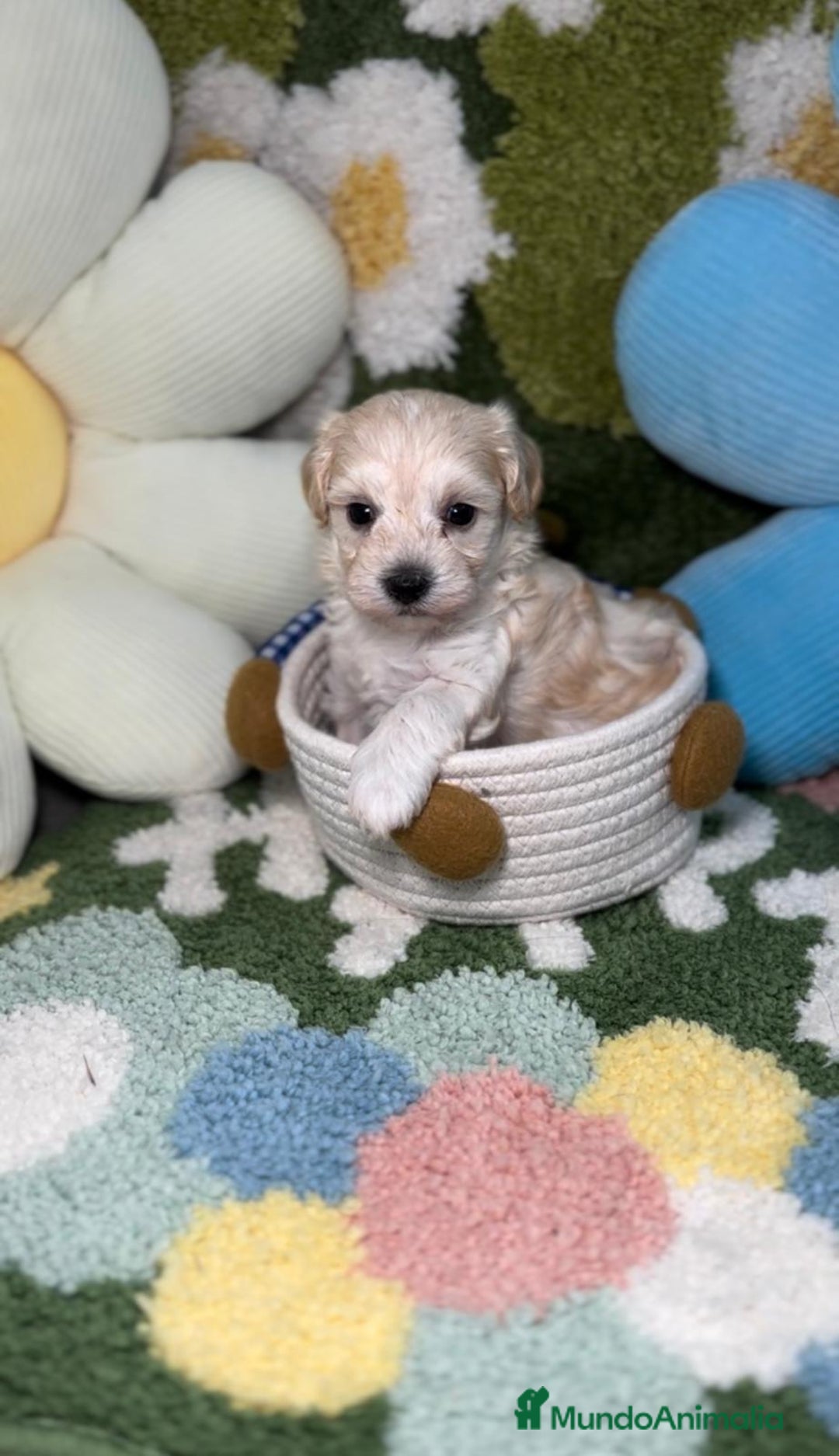 Maltipoo perros en venta: Maltipoo Mini Toy en Madrid - Imagen 7
