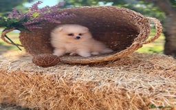 Pomerania perros en venta: Pomerania Macho disponible fotos actuales !! - Imagen 3