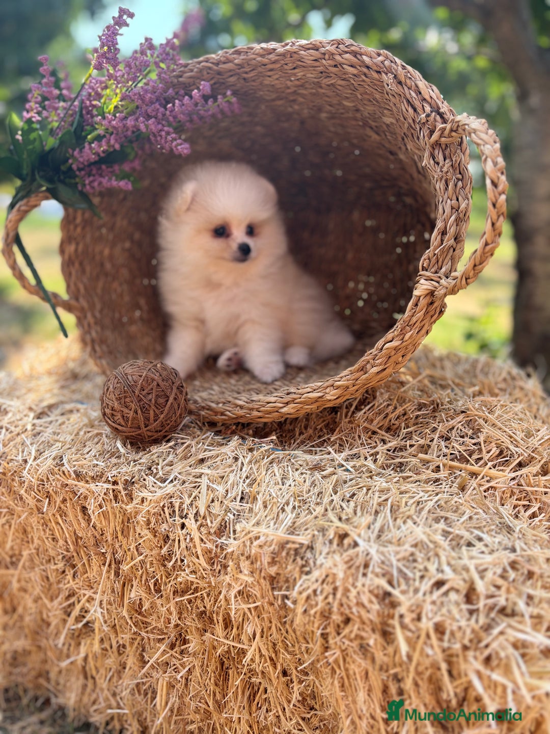 Pomerania perros en venta: Pomerania Macho disponible fotos actuales !! - Imagen 3