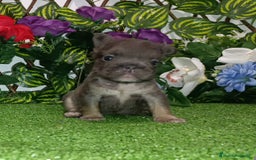 Bulldog Francés perros en venta: Bulldog fluffys y Big rope  - Imagen 5