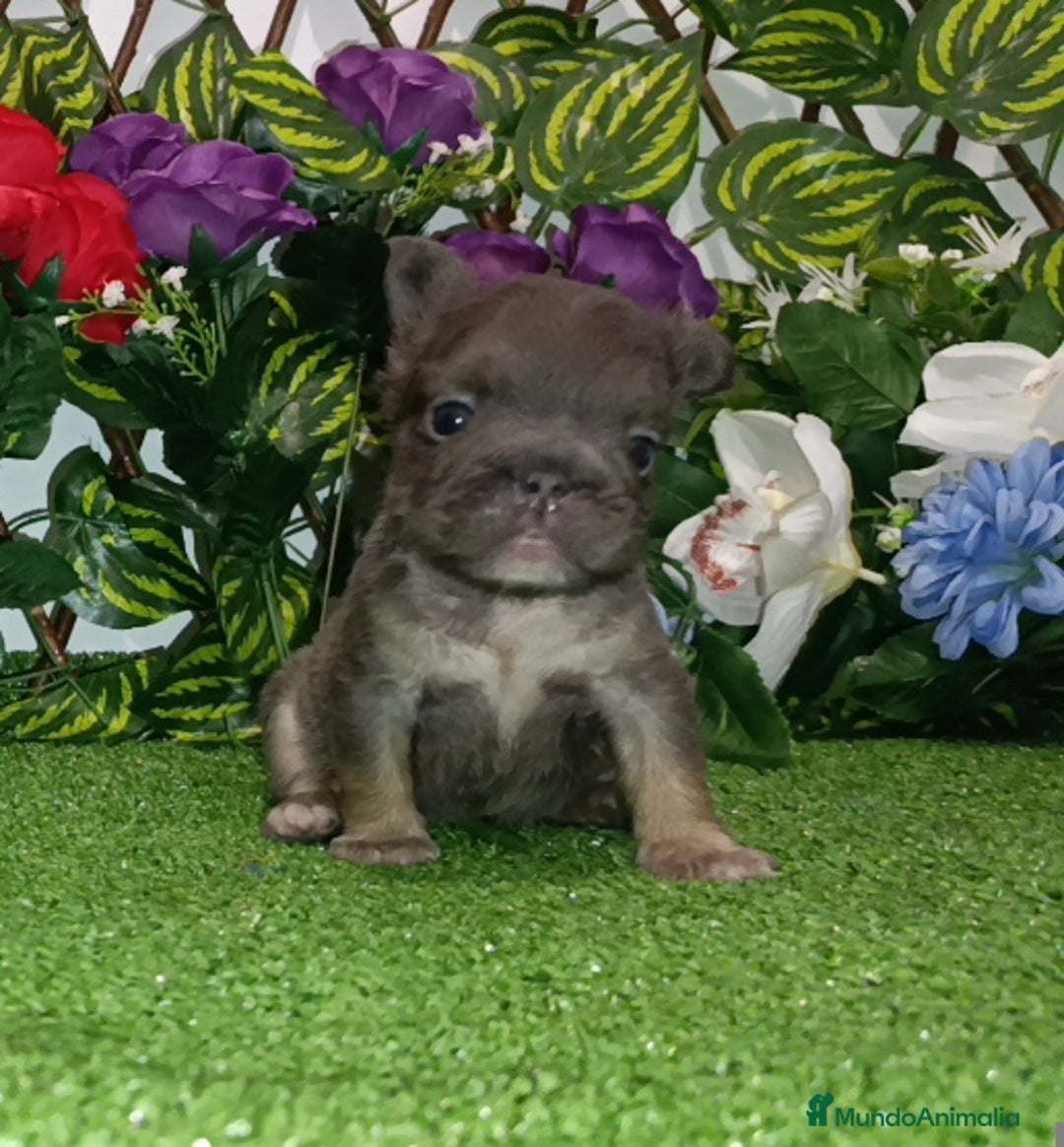 Bulldog Francés perros en venta: Bulldog fluffys y Big rope  - Imagen 5