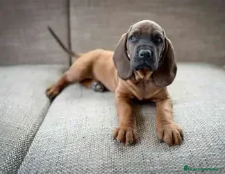 Sabueso de Sangre de Baviera perros SABUESO DE SANGRE BAVIERA  - Anuncio 3