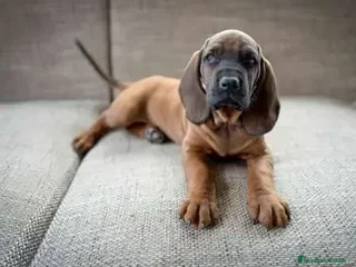 Sabueso de Sangre de Baviera perros - Anuncio 2
