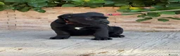 Cane Corso perros en venta: Cachorras de cane corso  - Anuncio 9