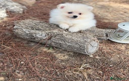 Pomerania perros en venta: Pomerania Macho listo para entregar !! - Imagen 6
