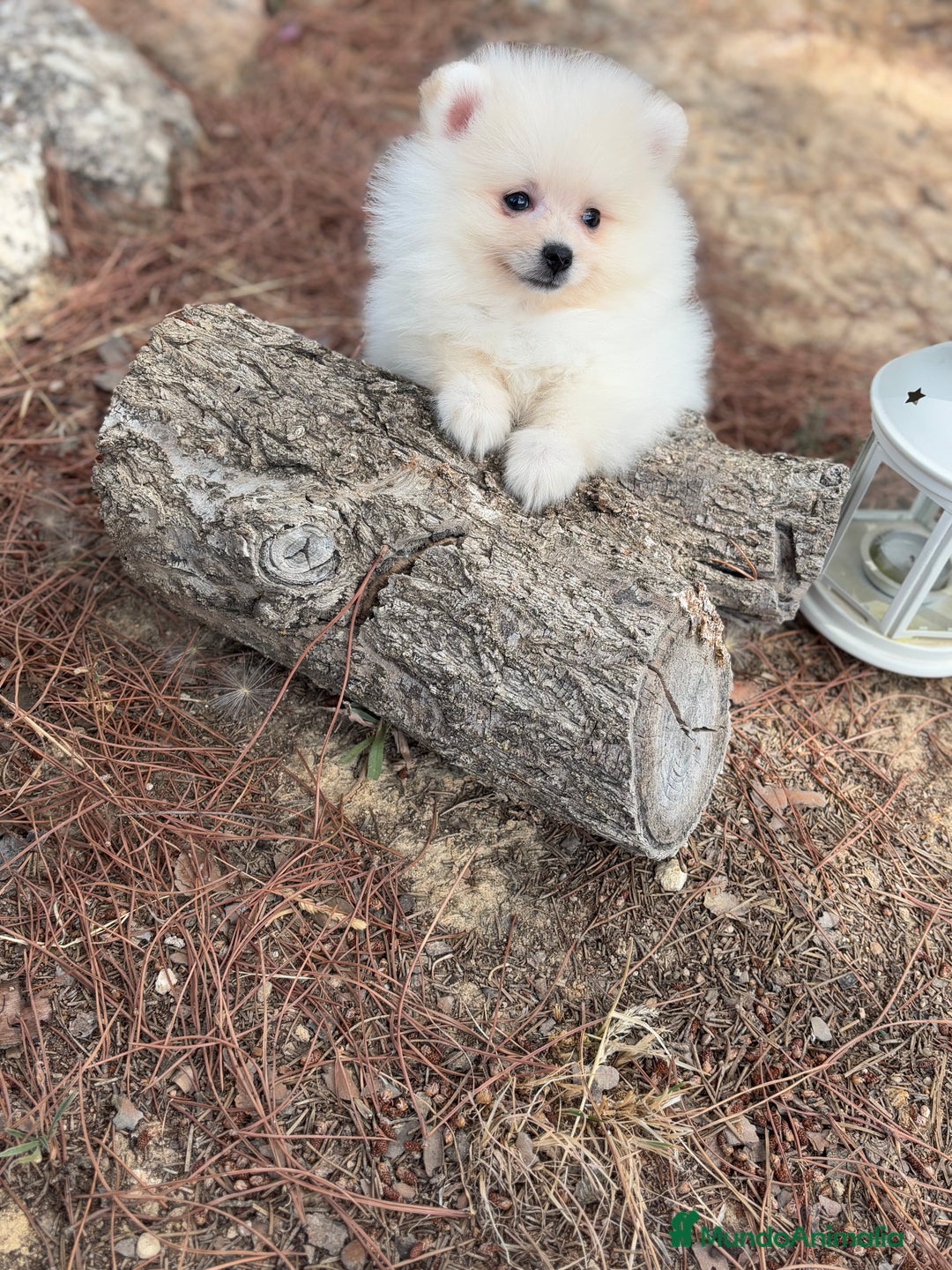 Pomerania perros en venta: Pomerania Macho listo para entregar !! - Imagen 6