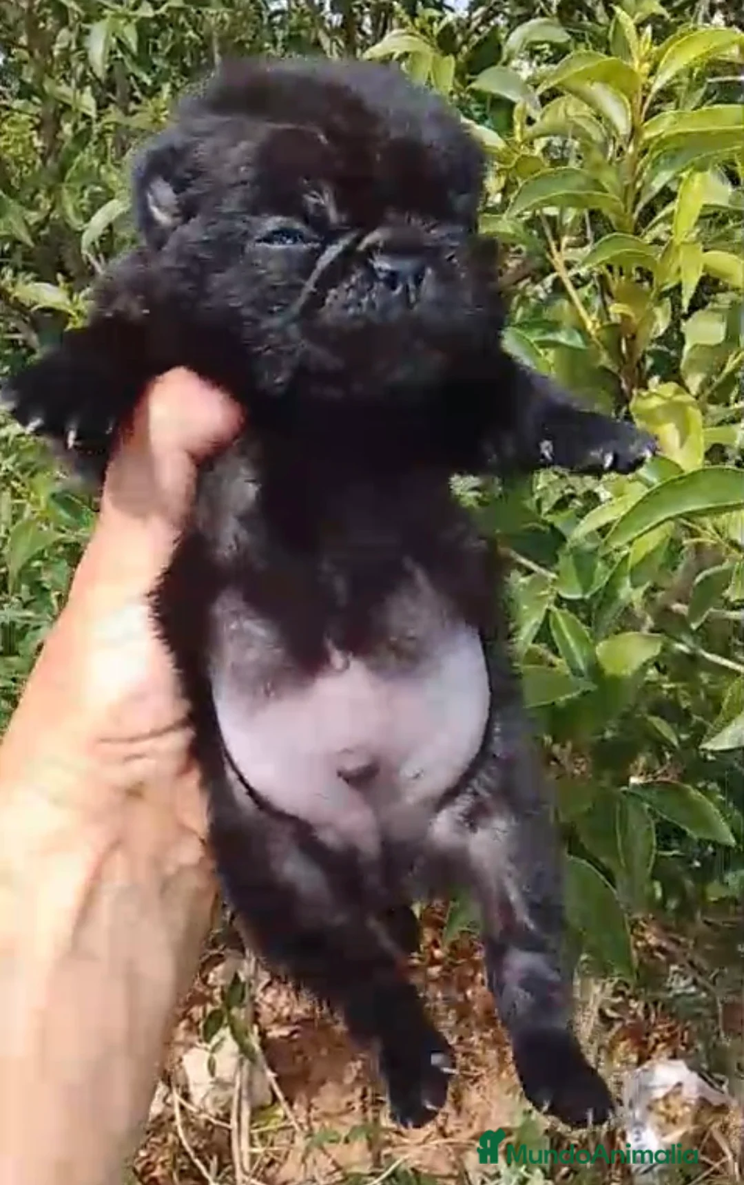 Carlino - Pug perros en venta: Precioso carlino -puf🔥🐾🩵 en Sevilla - Anuncio 3