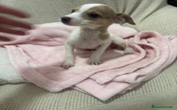 Chihuahua perros en venta: Chihuahua cabeza venado  - Imagen 3