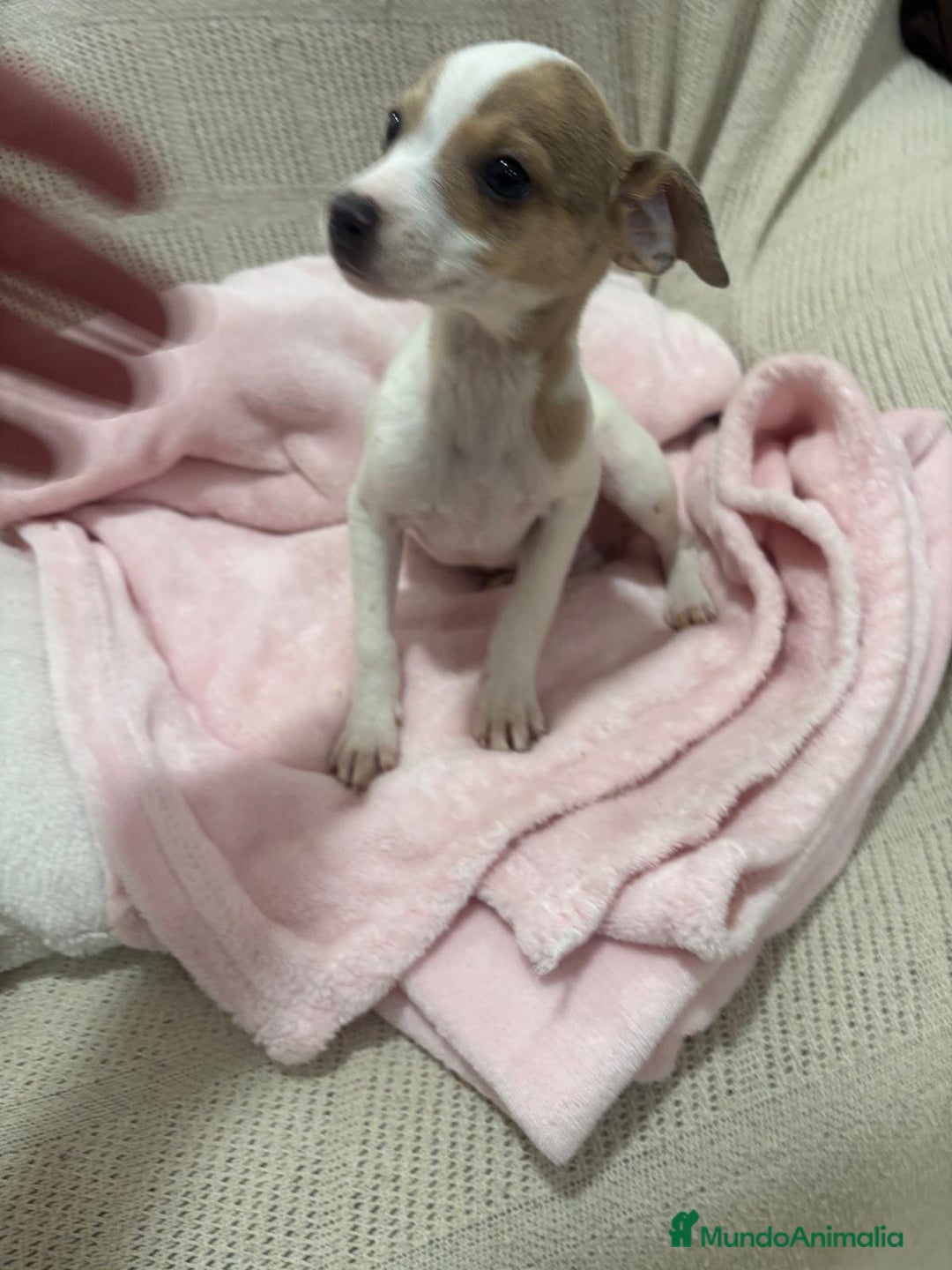 Chihuahua perros en venta: Chihuahua cabeza venado  - Imagen 3