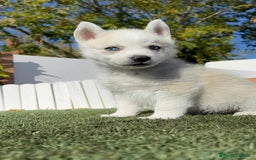 Husky Siberiano perros en venta: HUSKY SIBERIANO - Anuncio 4