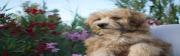 Morkie perros en venta: PRECIOSO MORKIE DISPONIBLE 🐻🤍 en Murcia - Anuncio 6