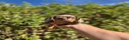 Teckel Miniatura perros en venta: TECKEL MINI & KANNICHEN - Anuncio 2