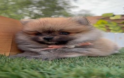 Pomerania perros en venta: POMERANIA HEMBRA - Imagen 12