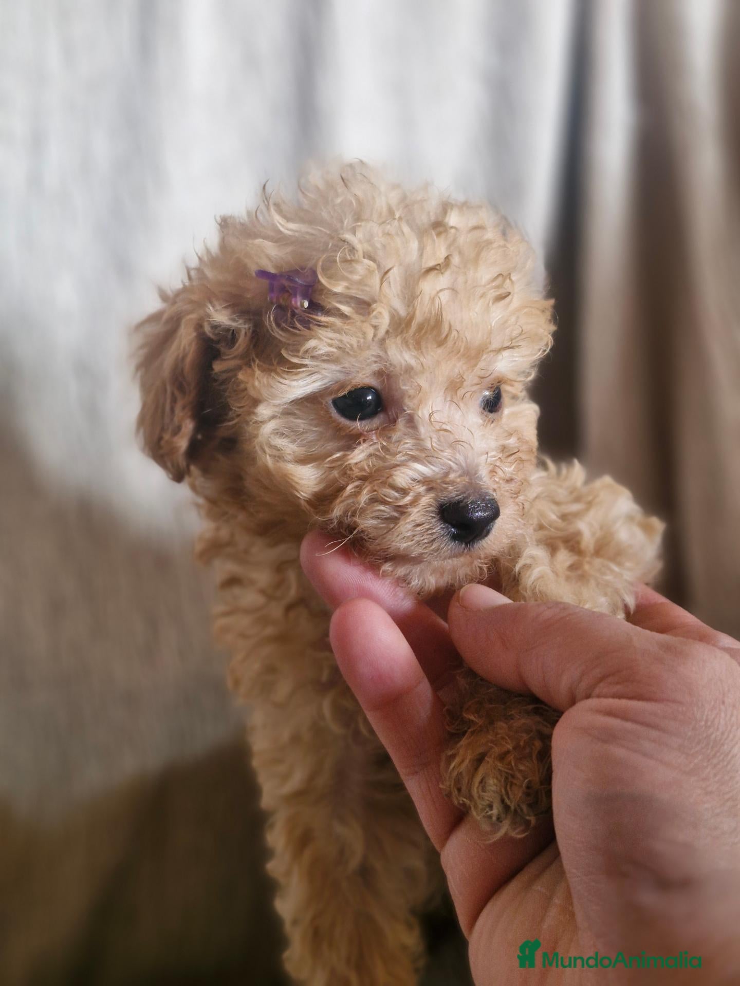 Caniche Toy perros en venta: Caniche toy - Anuncio 4