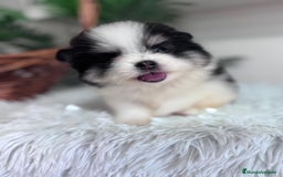 Pomerania perros en venta: POMERANIA HEMBRA - Imagen 9