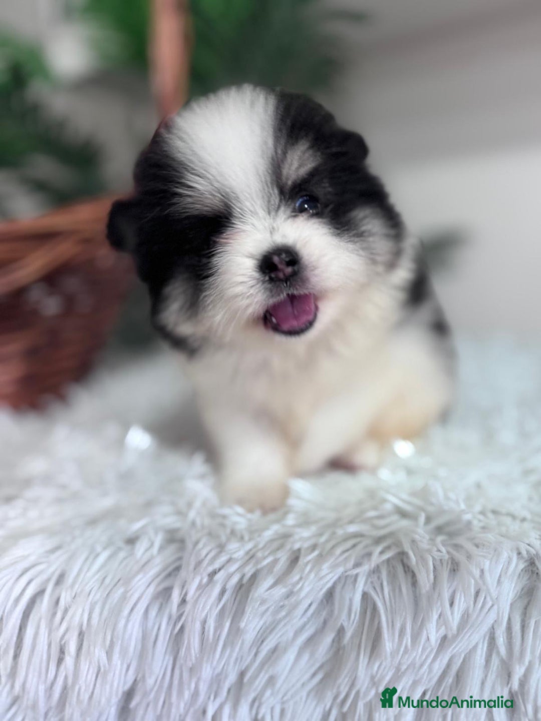 Pomerania perros en venta: POMERANIA HEMBRA - Imagen 9
