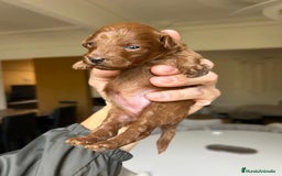Caniche Toy perros en venta: Recién nacidos Caniche Toy rojos - Imagen 4