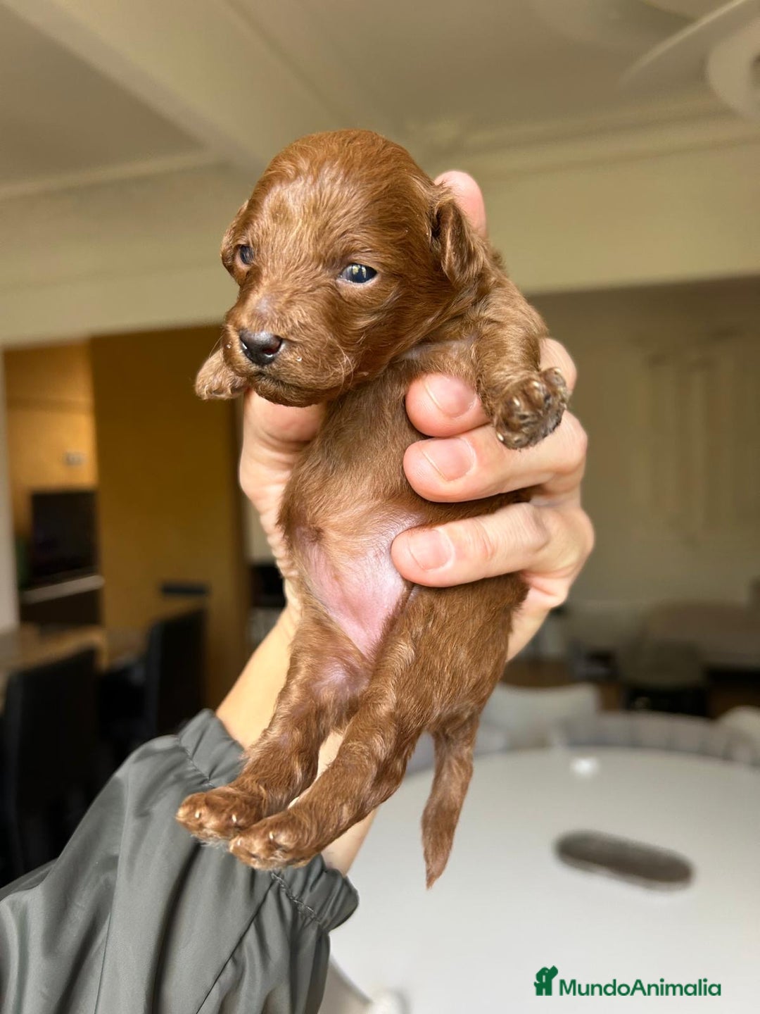 Caniche Toy perros en venta: Recién nacidos Caniche Toy rojos - Imagen 4