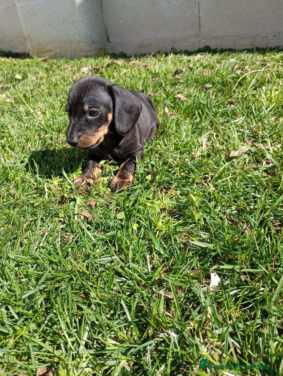 Teckel Miniatura perros en venta: Teckel Negro Fuego  - Anuncio 2