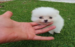 Pomerania perros en venta: Pomerania Blanco Nuclear MUY EXCLUSIVO - Imagen 7