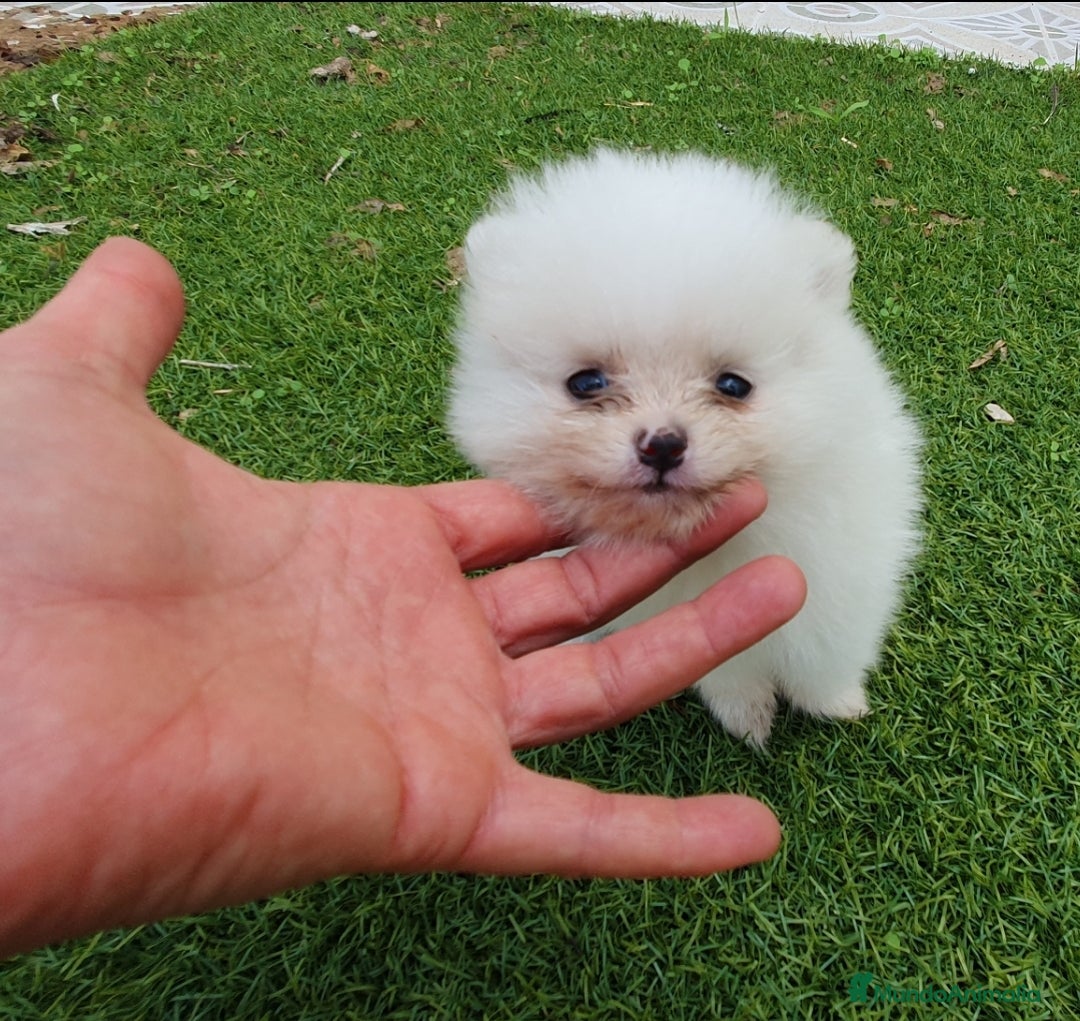 Pomerania perros en venta: Pomerania Blanco Nuclear MUY EXCLUSIVO - Imagen 7