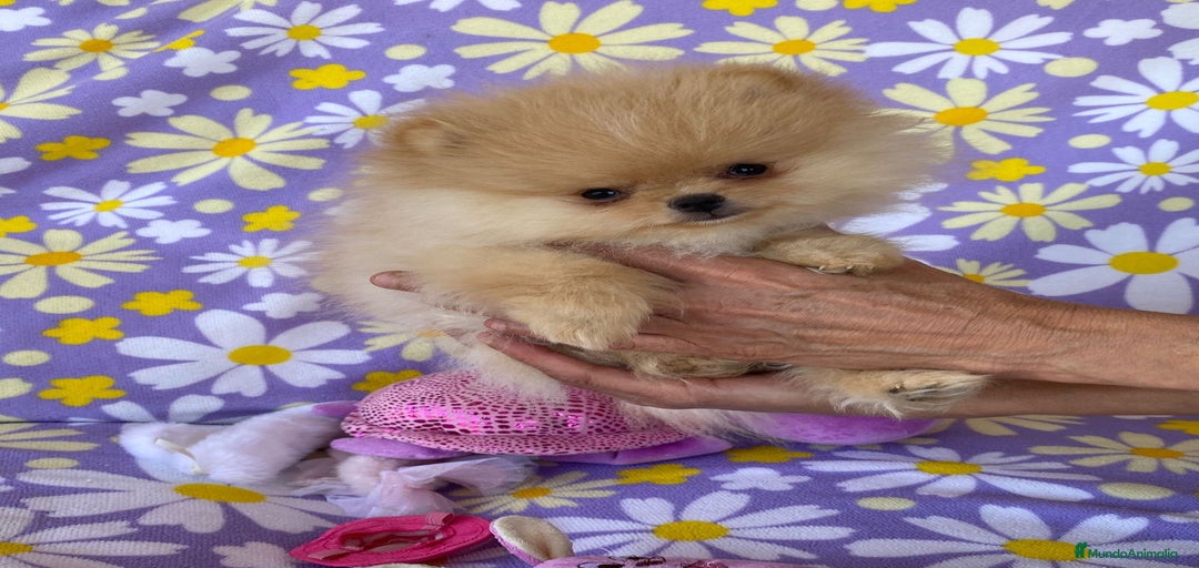 Imagen de galería {{count}}