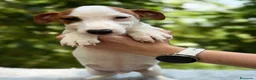 Jack Russell Terrier perros en venta: JACK RUSSELL - Anuncio 5