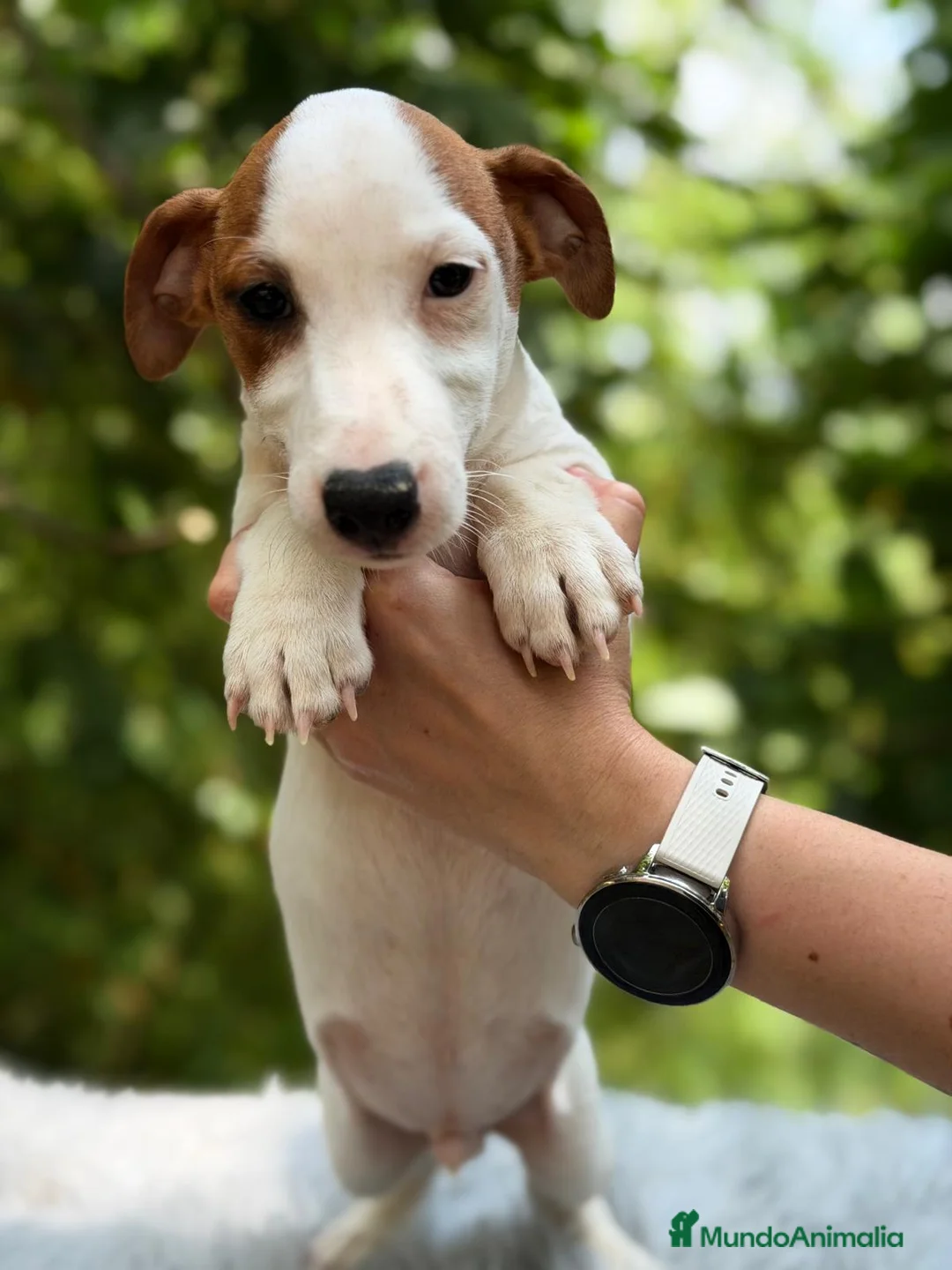 Jack Russell Terrier perros en venta: JACK RUSSELL - Anuncio 5