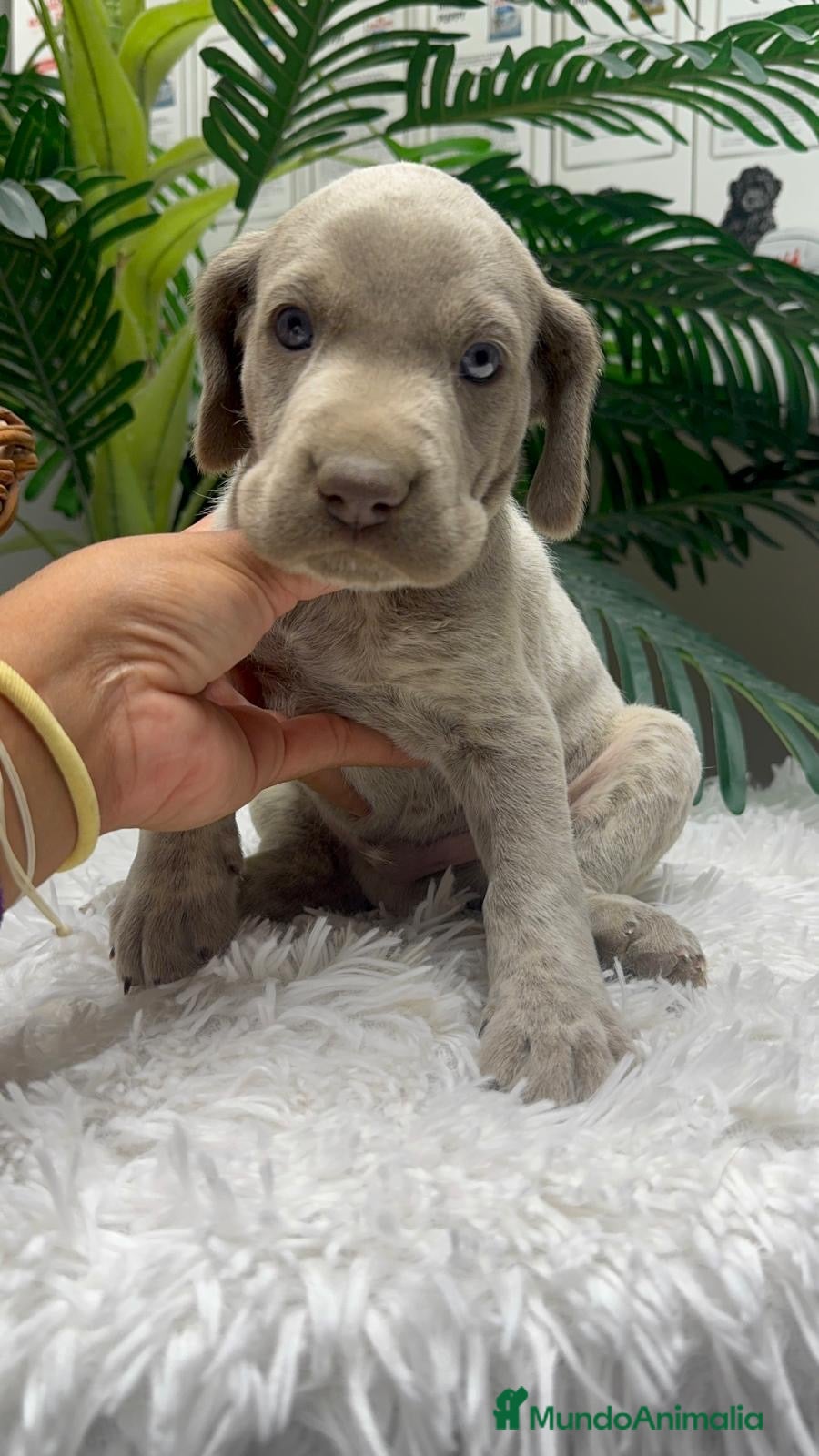 Braco Alemán de Pelo Corto perros en venta: BRACO ALEMAN - Anuncio 24