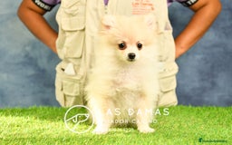 Pomerania perros en venta: 🧸 Pomerania disponibles padres vista visitanos ‼️ en Rubena - Imagen 6