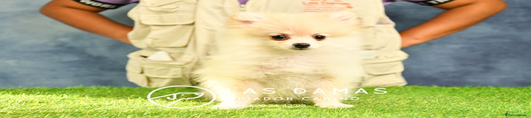 Pomerania HEMBRA CREMA