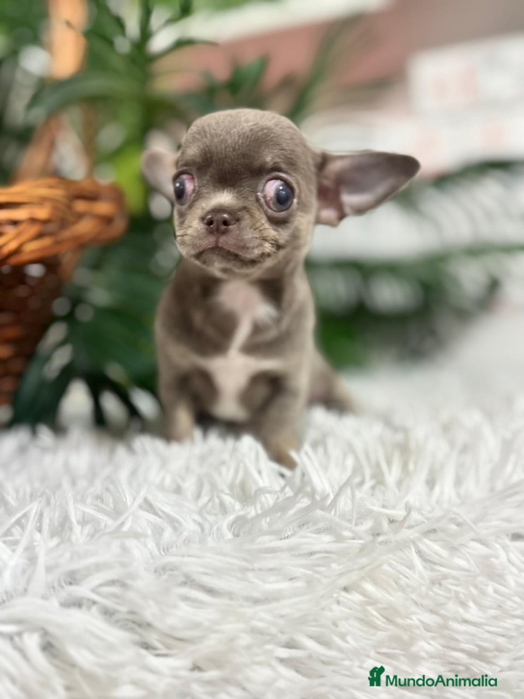 Chihuahua perros en venta: CHIHUAHUA HEMBRA LILAC AND TAN - Anuncio 2