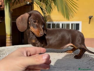 Teckel perros Hembra kaninchen muy pequeña - Anuncio 3